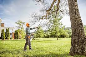 Best Tree Maintenance Programs  in Pioneer, CA